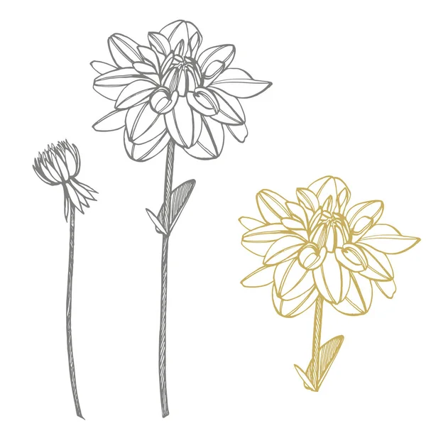 Hand-drawn ink dahlias. Floral elements. Graphic flowers illustrations. Botanical plant illustration. Vintage medicinal herbs sketch set of ink hand drawn medical herbs and plants sketch.
