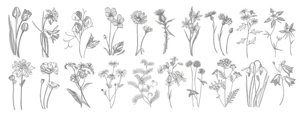 Kézzel rajzolt virágok és gyógynövények gyűjteménye. Botanikus növény illusztráció. Vintage Gyógynövényismeret vázlatkészlet festék kézzel rajzolt gyógynövények és növények vázlat. — Stock Fotó
