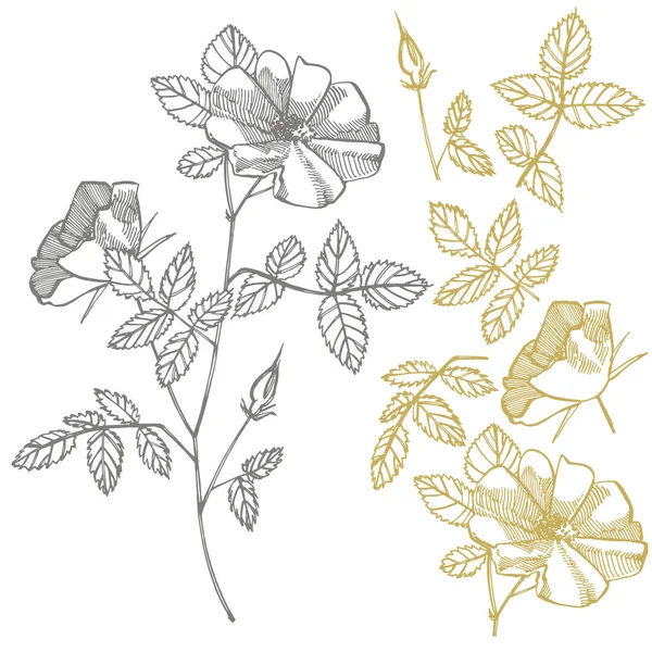 Fiori di rosa selvatica disegno e illustrazioni schizzo. Set floreale decorativo per tessuto, tessile, carta da regalo, carta, invito, carta da parati, web design . — Foto Stock