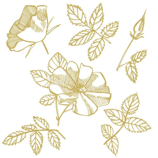 Wilde roos bloemen tekening en schets illustraties. Decoratieve Floral set voor stof, textiel, inpakpapier, kaart, uitnodiging, behang, webdesign. — Stockfoto