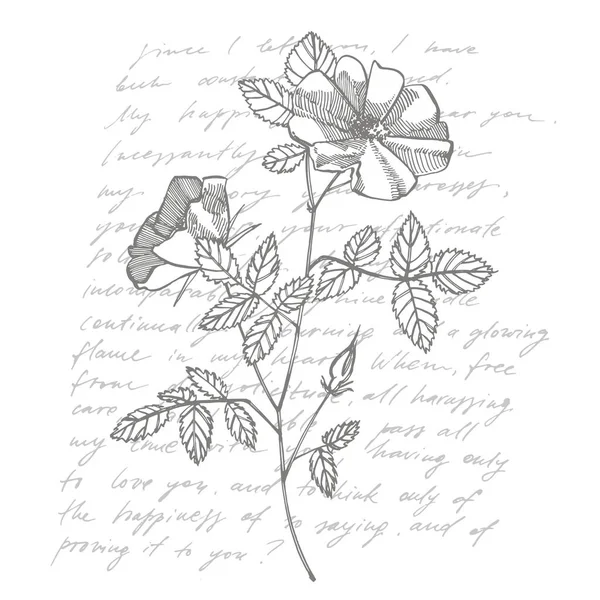 Wild Rose Flowers ritning och skiss illustrationer. Dekorativa blommiga set för tyg, textil, omslagspapper, kort, inbjudan, tapeter, webbdesign. Handskriven abstrakt text. — Stockfoto