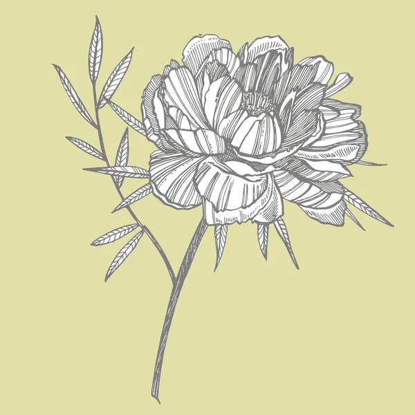 Peony flower and leaves drawing. Hand drawn engraved floral set. Botanical illustrations. Great for tattoo, invitations, greeting cards.