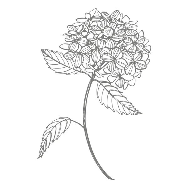 Ilustración gráfica de hortensias en estilo vintage. Dibujo de flores y boceto con línea de arte sobre fondos blancos. Ilustración de plantas botánicas . —  Fotos de Stock