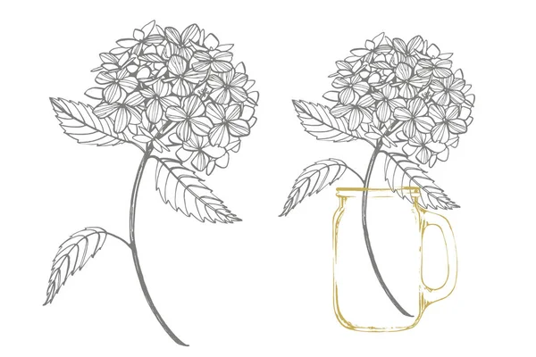Hydrangea графическая иллюстрация в винтажном стиле. Цветы рисуют и рисуют на белом фоне. Ботаническая иллюстрация растений . — стоковое фото