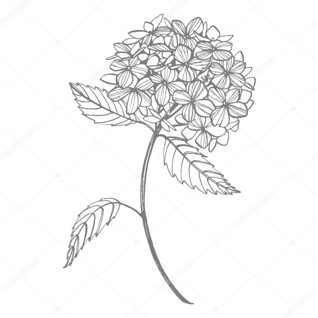 Hydrangea graphic illustration in vintage style. Flowers drawing and sketch with line-art on white backgrounds. Botanical plant illustration.