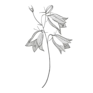 Çan çiçeği çiçekleri, yaprakları ve buketleri ayarlayın. Doğal yaz, ilkbahar çayır bitkileri tek renkli. Poster, tekstil dekorasyon için çiçek doğal illüstrasyon. Botanik bitki illüstrasyon.