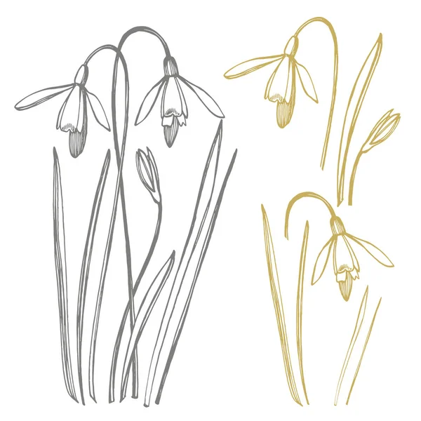 스노우 드롭 봄 꽃입니다. 식물 그림입니다. 빈티지 약초 스케치 세트 의 잉크 손으로 그린 의료 허브와 식물 스케치. — 스톡 사진