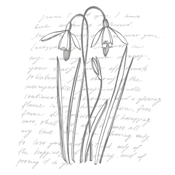 Flores de primavera de nieve. Ilustración de plantas botánicas. Plantas medicinales vintage bosquejo conjunto de tinta dibujado a mano hierbas medicinales y plantas bosquejo. Texto abstracto manuscrito fondo de pantalla . —  Fotos de Stock