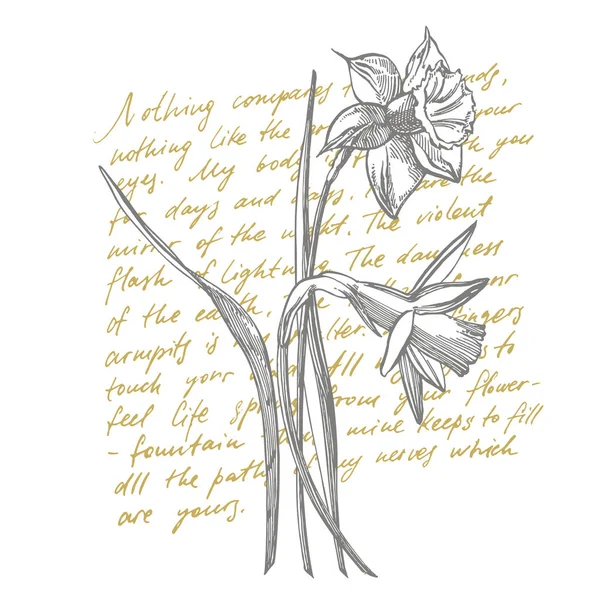 Narcissen of Narcissus bloem tekeningen. Collectie van hand getekende zwart-wit narcissen. Hand getekende botanische illustraties. Handgeschreven abstracte tekst. — Stockfoto