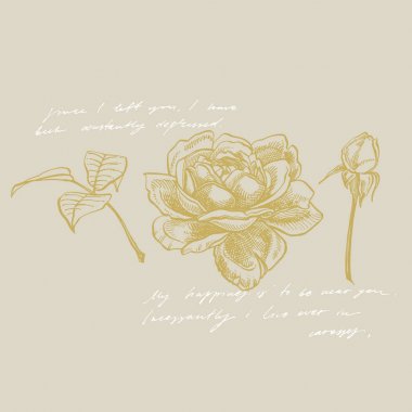 Gül. El çizilmiş çiçek seti çizimler. Botanik bitki illüstrasyon. El yazısı soyut metin.