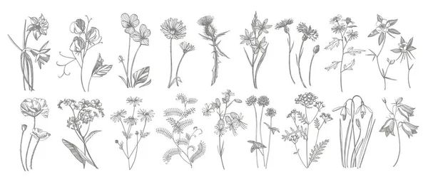 Collection de fleurs et d'herbes dessinées à la main. Illustration botanique. Esquisse d'herbes médicinales vintage ensemble d'herbes et de plantes médicinales dessinées à la main à l'encre . — Photo