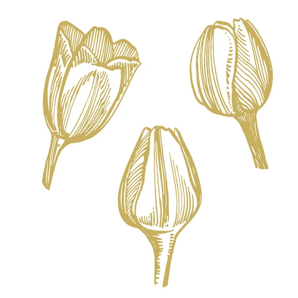 Λουλούδι τουλίπα με εικονογραφικά σκίτσα. Απεικόνιση βοτανικών φυτών. Vintage φαρμακευτικά βότανα σκίτσο σύνολο του χεριού μελάνι που σχεδιάζονται ιατρικά βότανα και φυτά σκίτσο. — Φωτογραφία Αρχείου