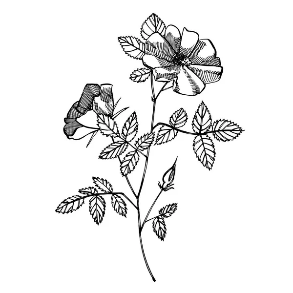 野生のバラの花の描画とスケッチイラスト。ファブリック、テキスタイル、包装紙、カード、招待状、壁紙、ウェブデザインのための装飾的な花のセット. — ストック写真
