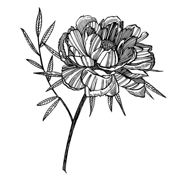 Peony flower and leaves drawing. Hand drawn engraved floral set. Botanical illustrations. Great for tattoo, invitations, greeting cards.