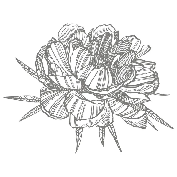 ピオニーの花と葉の絵。●手描きの花柄セット。植物のイラスト。入れ墨、招待状、グリーティングカードに最適. — ストック写真