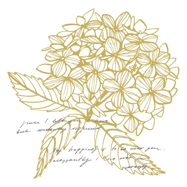 Hortensie grafische Illustration im Vintage-Stil. Blumenzeichnung und Skizze mit Linienzeichnung auf weißem Hintergrund. botanische Pflanzenillustration. handschriftlicher abstrakter Text. — Stockfoto