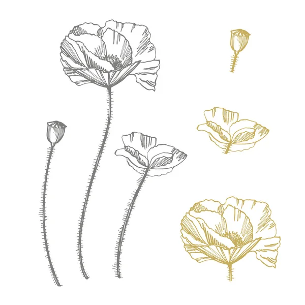 Vallmo blommor. Botaniska växt illustration. Vintage medicinalväxter skiss uppsättning av bläck handritade medicinska örter och växter skiss. — Stockfoto