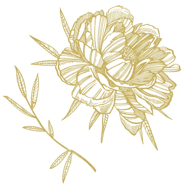 Квітка півонії і малюнок листя. Рука намальована гравірованим квітковим набором. Ботанічні ілюстрації. Відмінно підходить для татуювання, запрошень, вітальних листівок . — стокове фото