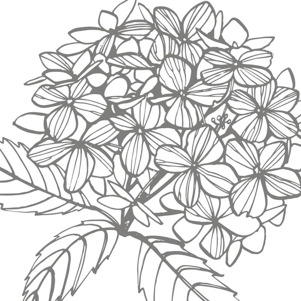 Illustrazione grafica ortensia in stile vintage. Disegno e schizzo di fiori con line-art su sfondi bianchi. Illustrazione vegetale botanica . — Foto Stock