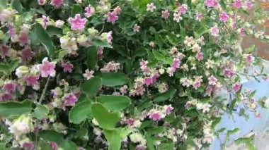 Viana do castelo, Portekiz - 24 Temmuz 2019: Pembe çiçekleri kapatın. Küçük pembe çiçekler. Çiçekli çalı.