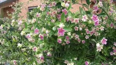 Viana do castelo, Portekiz - 24 Temmuz 2019: Pembe çiçekleri kapatın. Küçük pembe çiçekler. Çiçekli çalı.