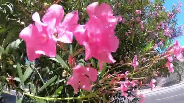 Lizbon, Portekiz - 22 Temmuz 2019: Pembe çiçekleri kapatın. Küçük pembe çiçekler. Çiçekli çalı. — Stok video
