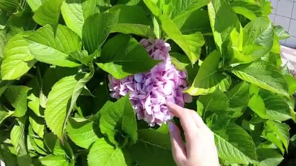 Ortanca, mavi ve pembe çiçekler. Hydrangea macrophylla - ortanca Çiçek bahçesindeki güzel bush — Stok video