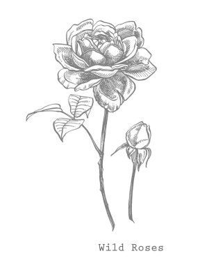 Gül. El çizilmiş çiçek seti çizimler. Botanik bitki illüstrasyon. Mürekkep el çizilmiş tıbbi otlar ve bitkiler kroki Vintage şifalı otlar kroki seti