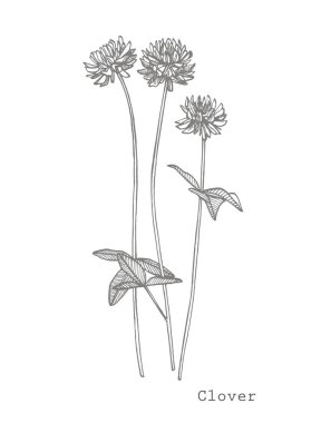 Clover bitkiler. Botanik Illustration. Kozmetik, ilaç, tedavi, aromaterapi, hemşirelik, paket tasarımı, alan buket için iyi el çizilmiş yabani saman çiçekleri