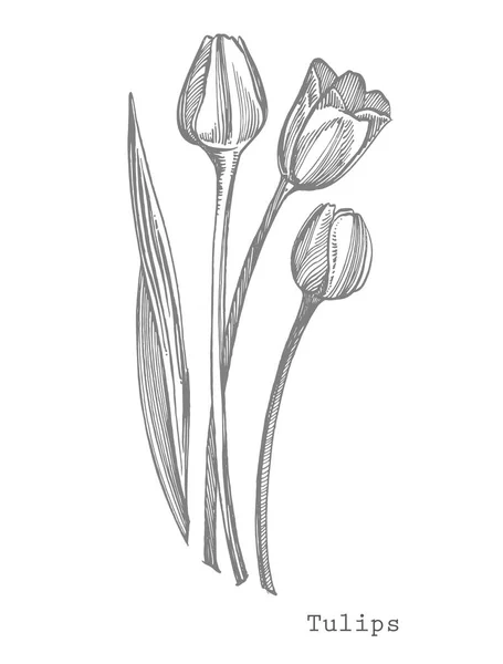 Tulipa flor gráfico esboço ilustração. Ilustração botânica da planta. Vintage ervas medicinais esboço conjunto de tinta desenhado à mão ervas medicinais e plantas esboço — Fotografia de Stock