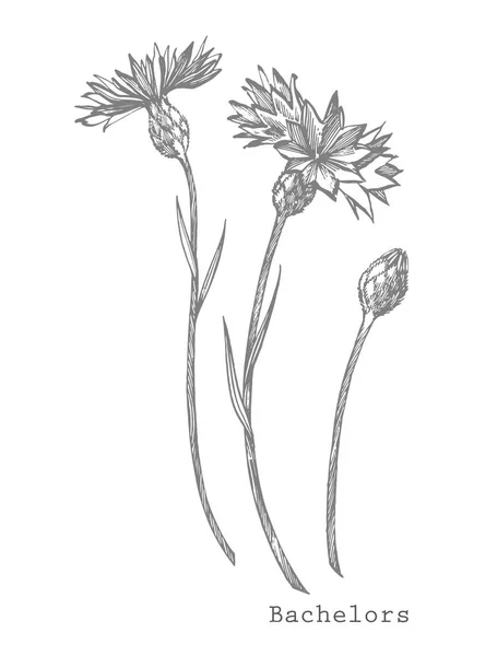 Blå Cornflower Herb eller ungkarl knapp blomma bukett isolerad på vit bakgrund. Uppsättning av ritning blåklint, blommiga element, handritade botaniska illustration — Stockfoto