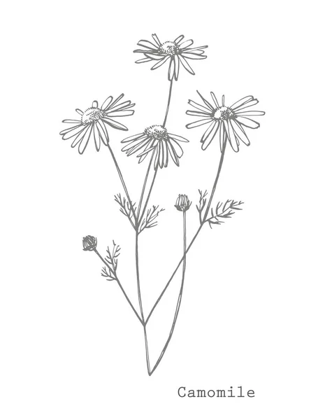 Camomilla. Raccolta di fiori e piante disegnati a mano. Botanica. Pronti. Fiori vintage. Illustrazione in bianco e nero nello stile delle incisioni — Foto Stock