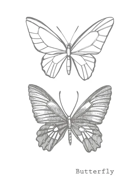 Silhouettes de papillons. Icônes papillon isolé sur fond blanc. Illustration graphique — Photo