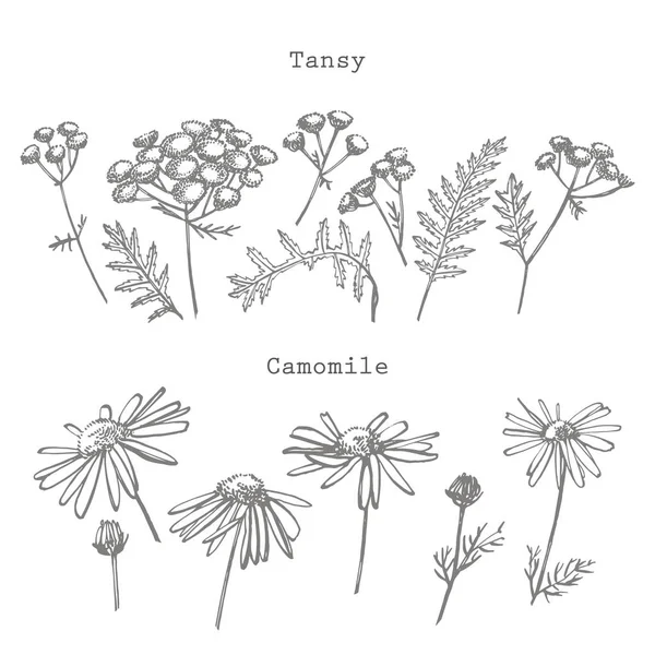 Tansy dan Chamomile atau bunga aster. Ilustrasi botani. Baik untuk kosmetik, obat-obatan, perawatan, aromaterapi, keperawatan, desain paket, buket lapangan. Tangan menarik bunga jerami liar — Stok Foto