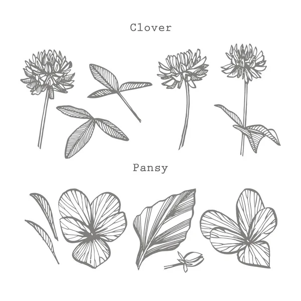Pansy és Clover vagy százszorszép virág. Botanikai illusztráció. Jó kozmetikumok, orvostudomány, kezelésére, aromaterápia, ápolási, csomag design, mező csokor. Kézzel rajzolt vad széna virágok — Stock Fotó