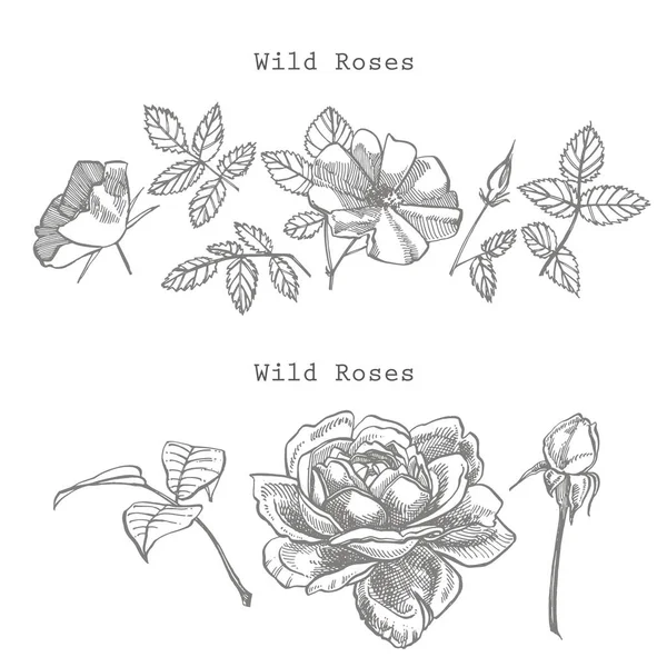 Wild Rose Flowers ritning och skiss illustrationer. Dekorativa blommiga set för tyg, textil, omslagspapper, kort, inbjudan, tapeter, webbdesign — Stockfoto