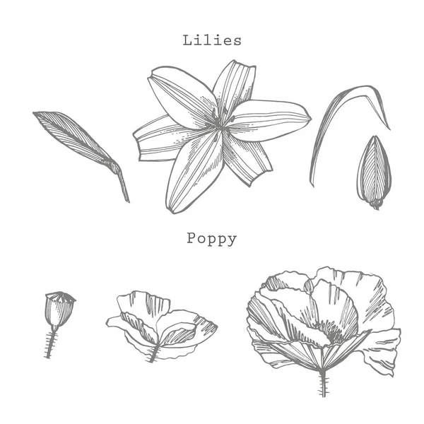 Lily ve Poppy çiçekleri. Botanik illüstrasyon. Kozmetik, tıp, tedavi, aromaterapi, hemşirelik, paket tasarımı, alan buketi El çizilmiş yabani saman çiçekleri için iyi — Stok fotoğraf