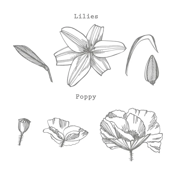 Las flores de Lily y Poppy. Ilustración botánica. Bueno para cosméticos, medicina, tratamiento, aromaterapia, enfermería, diseño de paquetes, ramo de campo Flores de heno silvestres dibujadas a mano — Foto de Stock