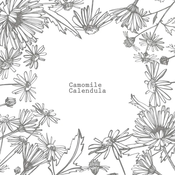 카모마일. 손으로 그린 꽃과 식물의 컬렉션입니다. 식물학. 설정. 빈티지 꽃입니다. 인그레이빙 스타일의 흑백 일러스트 — 스톡 사진