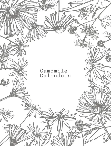 Camomilla. Raccolta di fiori e piante disegnati a mano. Botanica. Pronti. Fiori vintage. Illustrazione in bianco e nero nello stile delle incisioni — Foto Stock