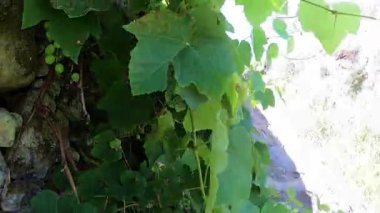 Vila Praia De Ancora üzerinden Camino de Santiago. Camino Portugues. Santiago'nun yolu. Hacılar Yolu.