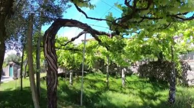 Vila Praia De Ancora üzerinden Camino de Santiago. Camino Portugues. Santiago'nun yolu. Hacılar Yolu.