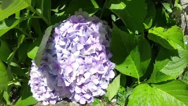 Pink flowers of hydrangea. Hydrangea macrophylla - Beautiful bush of hydrangea flowers in a garden. Way of Santiago. Pilgrims Road. — Stock Video