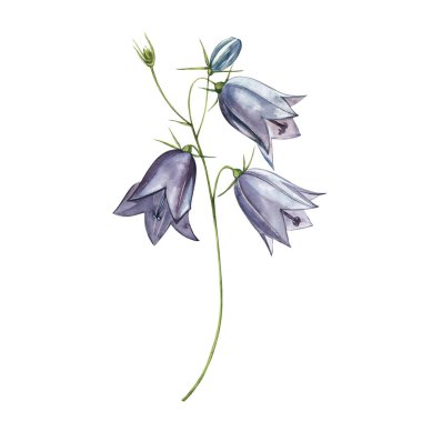 Çan çiçeği çiçekleri, yaprakları ve buketleri ayarlayın. Çiçek ve yaprakların suluboya seti, beyaz bir arka plan üzerinde izole el çizilmiş çiçek illüstrasyon. Toplama bahçe ve yabani ot, çiçekler, dalları