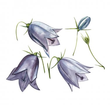 Çan çiçeği çiçekleri, yaprakları ve buketleri ayarlayın. Çiçek ve yaprakların suluboya seti, beyaz bir arka plan üzerinde izole el çizilmiş çiçek illüstrasyon. Toplama bahçe ve yabani ot, çiçekler, dalları