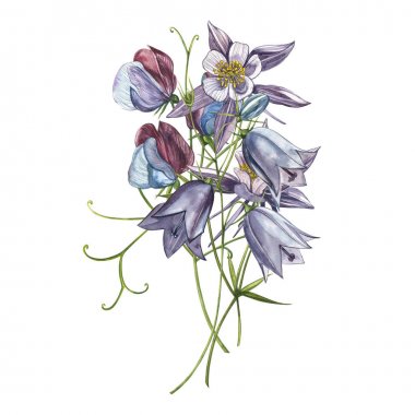 Çan çiçeği çiçekleri, yapraklar ve buketler. Çiçek ve yaprakların suluboya seti, beyaz bir arka plan üzerinde izole el çizilmiş çiçek illüstrasyon. Toplama bahçe ve yabani ot, çiçekler, dalları