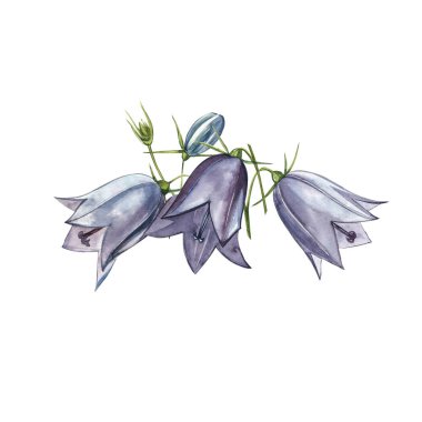 Çan çiçeği çiçekleri, yapraklar ve buketler. Çiçek ve yaprakların suluboya seti, beyaz bir arka plan üzerinde izole el çizilmiş çiçek illüstrasyon. Toplama bahçe ve yabani ot, çiçekler, dalları