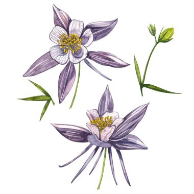 Çift Columbine çiçekleri. El çizilmiş çiçek ve bitkilerin toplanması. Çiçek ve yaprakların suluboya seti, beyaz bir arka plan üzerinde izole el çizilmiş çiçek illüstrasyon. Toplama bahçesi ve vahşi