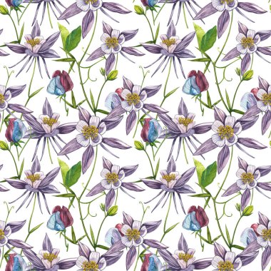 Çift Columbine çiçekleri. Kusursuz desen. El çizilmiş çiçek ve bitkilerin toplanması. Çiçek ve yaprakların suluboya seti, beyaz bir arka plan üzerinde izole el çizilmiş çiçek illüstrasyon. Botanik