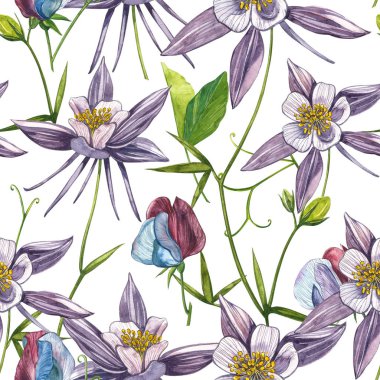 Çift Columbine çiçekleri. Kusursuz desen. El çizilmiş çiçek ve bitkilerin toplanması. Çiçek ve yaprakların suluboya seti, beyaz bir arka plan üzerinde izole el çizilmiş çiçek illüstrasyon. Botanik